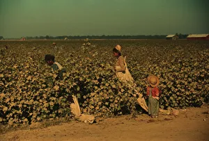 Day laborers picking cotton near Clarksdale, Miss. Delta, 1940. Creator: Marion Post Wolcott