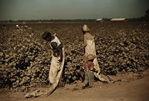 Cotton Field Gallery: Day laborers picking cotton, near Clarksdale, Miss. 1940. Creator: Marion Post Wolcott