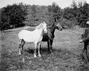Tethered Prints: D.C. Cook's horses, Lake George, between 1900 and 1905. Creator: William H. Jackson