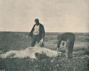 Farthest North Prints: A Dead Bear on Reindeer Island (August 21st, 1893), 1893 (1897)