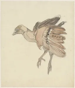 Partridge Prints: Dead bird (partridge?), 1873-1917. Creator: Theo van Hoytema