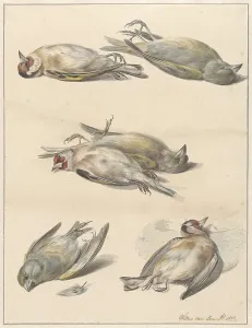 Finch Prints: Six dead birds, 1803. Creator: Willem van Leen