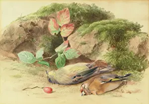 Gamebird Prints: Dead Birds, 1875-1899. Creator: George Reid