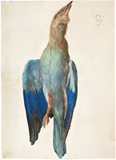 Gold Und White Colours On Paper Prints: Dead Blue Roller, 1500 (or 1512). Artist: Durer, Albrecht (1471-1528)