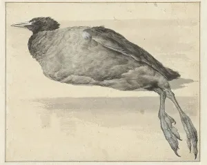 Dead coot, 1649-1709. Creator: Rochus van Veen
