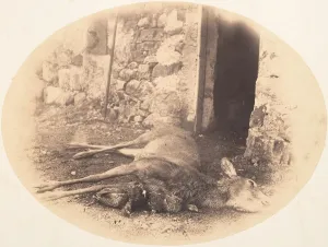 Dead Female Deer and Game Bird, ca. 1856-59. Creator: Horatio Ross