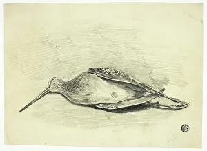 Dead Grouse, n.d. Creator: Henry LeJeune