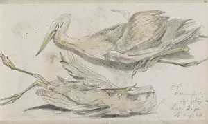 Heron Prints: Dead Heron, 1864. Creator: Johannes Tavenraat