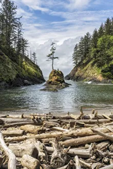Timber Gallery: Dead Mans Cove. Creator: Joshua Johnston