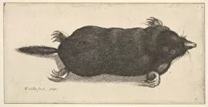 Wenceslaus And Xa0 Collection: Dead Mole, 1646. Creator: Wenceslaus Hollar