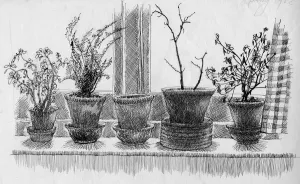 Shirley Prints: Dead plants on a windowsill, 1952. Creator: Shirley Markham