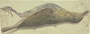 Natural History Prints: Dead thrush, 16th century. Creator: German, 16th century;