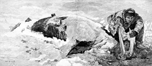 Alaska Prints: Dead whale on the coast of Bristol Bay, Alaska, 1890. Creator: H. F. Davey