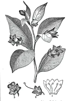 The Deadly Nightshade - (Atropa belladonna), 1844. Creator: Unknown