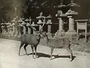 Ponting Collection: My Dear! A Study at Nara, 1910. Creator: Herbert Ponting