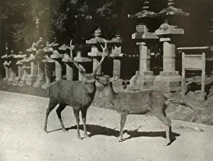 My Dear! A Study at Nara, 1910. Creator: Herbert Ponting