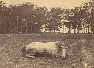 Battle Of Antietam Collection: Is This Death - Antietam Battlefield, September 1862, 1862. Creator: Alexander Gardner