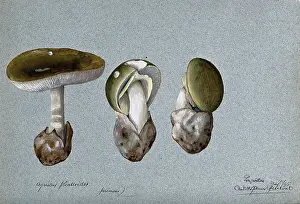Mycology Prints: Death cap fungus (Amanita phalloides): three fruiting bodies