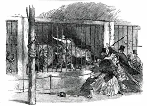 Bars Prints: Death of the Lion Queen, in Wombwell's Menagerie
