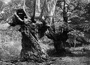 Vernon Prints: Dedication of Burnham Beeches to the public: the Elder Brethren