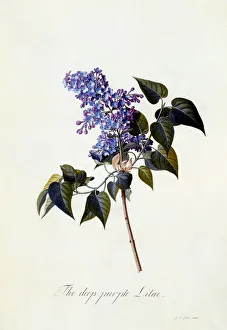 The deep-purple Lilac