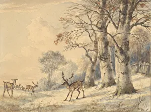 Beech Tree Prints: Deer under Beech Trees in Summer, 1853. Creator: Hendrik Gerrit ten Cate