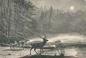 Deer on Lake St. Regis, at night, 1883