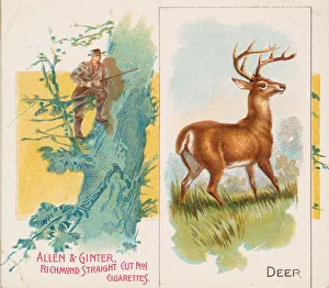 Stalking Prints: Deer, from Quadrupeds series (N41) for Allen & Ginter Cigarettes, 1890