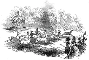 Thuringia Gallery: The Deer Shooting at Gotha - deer breaking through the chasseurs and keepers, 1845