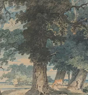 Deer in Windsor Forest, 1793-94. Creator: Thomas Girtin