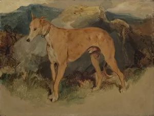 Landseer Gallery: A Deerhound, 1826. Creator: Edwin Henry Landseer