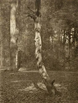 In Deerleap Woods, Printed 1900 circa. Creator: Frederick Henry Evans
