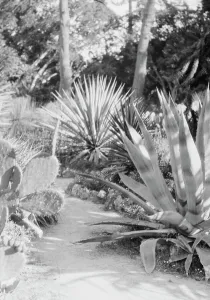 Del Monte, California or San Francisco views, 1927 Creator: Arnold Genthe