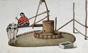 Watercolour With Fine Brush Prints: Delhi: a woman making a cow work the oil mill, (between 1800 and 1899?). Creator: Unknown