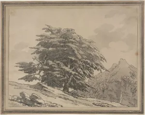 Softground Etching And Aquatint Prints: Delineations of the General Character Ramifications and Foliage of Forest Trees: Cedar
