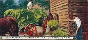 Delivering Gallery: Delivering Tobacco at Curing Barn, 1926
