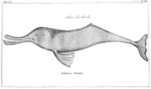 Delphinus Gangeticus (Ganges River Dolphin), 1799