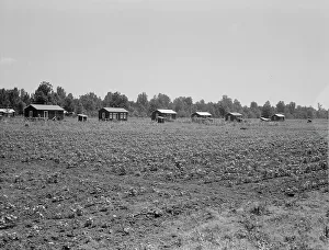 Mississippi United States Of America Prints: Delta cooperative farm cabins and cotton