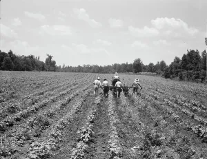 Furrows Prints: Delta cooperative farm, Hillhouse, Mississippi, 1937. Creator: Dorothea Lange