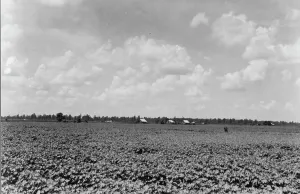 Mississippi United States Of America Prints: The Delta landscape is dotted with cotton cabins