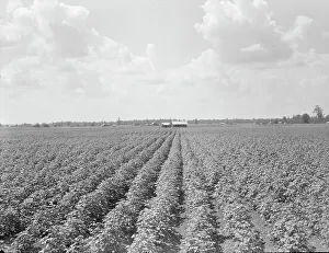Crop Prints: Delta plantation landscape south of Wilson, Arkansas, 1938. Creator: Dorothea Lange