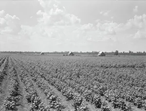 Crop Prints: Delta plantation landscape south of Wilson, Arkansas, 1938. Creator: Dorothea Lange