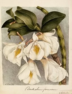 Himalayas Collection: Dendrobium Formosum, c. 1839