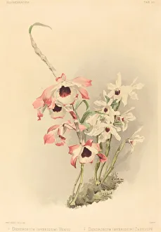 Orchids Prints: Dendrobium (Hybridium) Venus and Dendrobium (Hybridium) Cassiope. Creator: Joseph Mansell