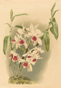 Orchids Prints: Dendrobium Leechianum. Creator: Joseph Mansell