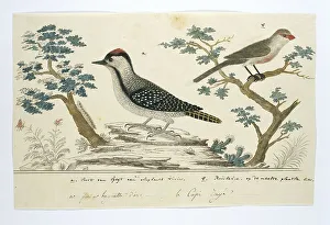 Sketch Book Prints: Dendropicos fuscescens (Cardinal woodpecker)and Estrilda astrild (Common waxbill)