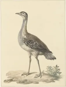 Denhams trap (Neotis Denhami), 1759-1842. Creator: Pieter Bartholomeusz. Barbiers