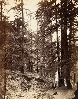 Cedar Gallery: Deodars at Annandale, Simla, 1858-61. Creator: Unknown