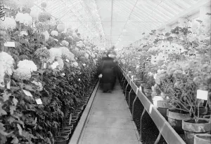 Glasshouse Prints: Department of Agriculture Chrysanthemum Show