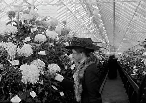 Glasshouse Prints: Department of Agriculture Chrysanthemum Show